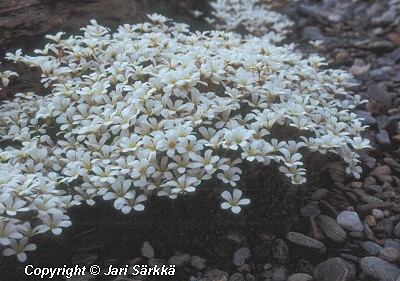 Saxifraga cespitosa 'Findling'